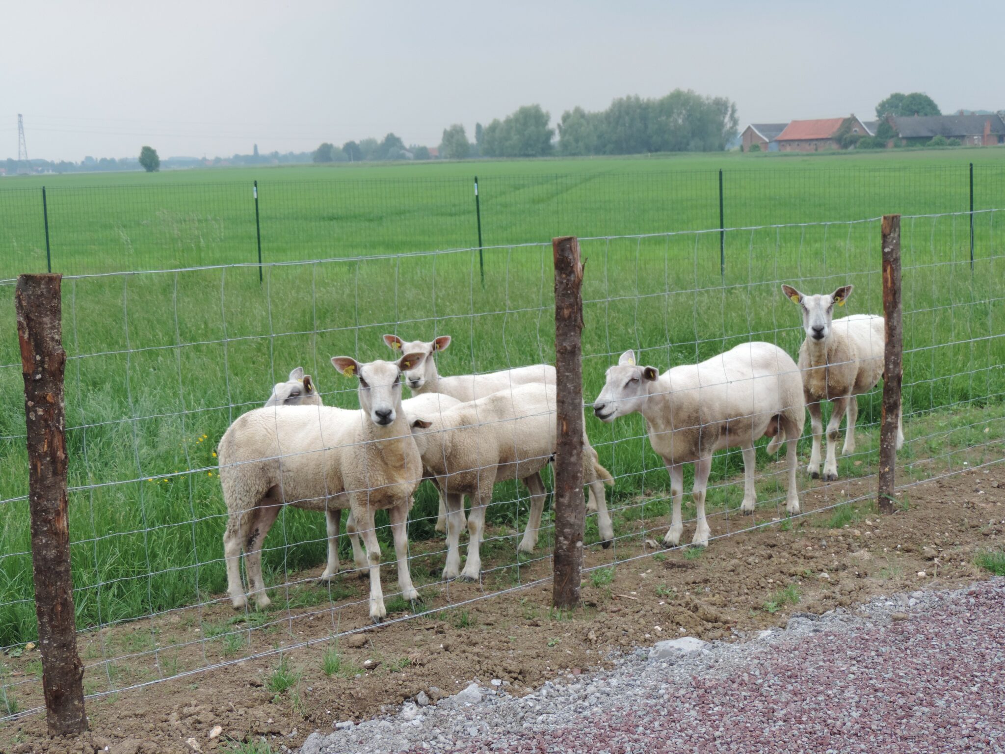Grillage à moutons 1.20 m x 50 m